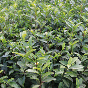 中黄3号 茶树苗中华黄3号茶苗1号2号黄金叶黄金芽特早奶白茶苗