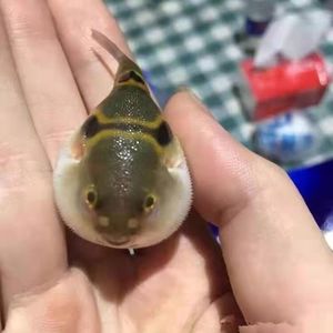 河豚活物热带淡水观赏鱼苗潜水艇河豚弓斑马狗头迷你小型吃螺生气