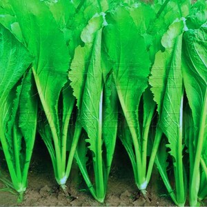 春菜种子春夏秋冬季南方菜种籽阳台盆栽四季青菜种蔬菜种孑