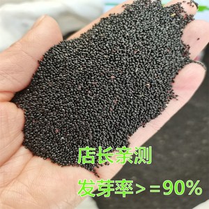 一点红苋菜种子 汉菜种籽圆叶庭院阳台种菜盆栽蔬菜种孓 耐热易种