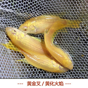 黄金叉斗鱼