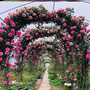 野蔷薇花苗