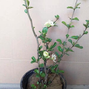 海棠苗子 长寿冠海棠 四季绿植花卉室内阳台o客厅摆放庭院种植苗