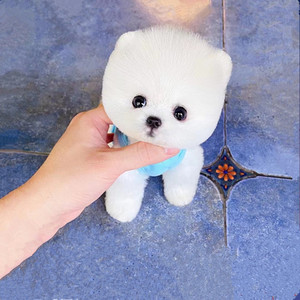 纯种白博美幼犬茶杯犬小型可爱迷你长不大活体俊介犬宠物真小狗狗