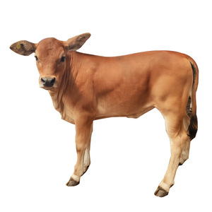 养殖场鲁西小黄牛多少钱 活牛生长速度快 贵州改良肉牛