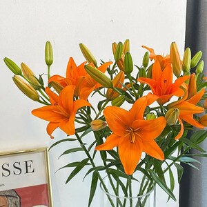 绿色童年皇冠橙色梦想橙色海洋眼线百合小粉仙无香亚白合百合鲜花