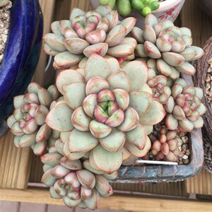 多肉植物 姬葡萄 红葡萄群 实物拍摄 小叶(丸叶)葡萄3-4头