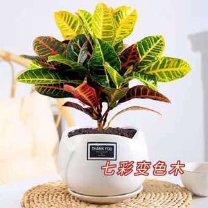 七彩变色木盆栽招财变叶木植物室内外花卉阳台好养易活花叶大绿植