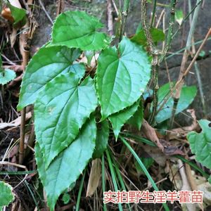 淫羊藿苗盆栽植野生籽绿植种包邮庭院仙灵子苗枝秦岭草三九叶脾