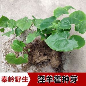 淫羊藿苗盆栽植野生籽绿植种包邮庭院仙灵子苗枝秦岭草三九叶脾