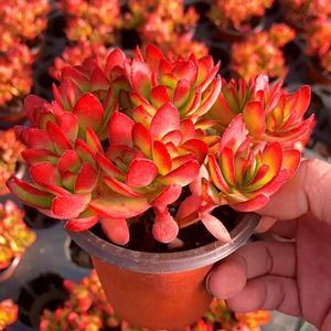 天狗之舞老桩多肉植物新手萌肉肉阳台花卉盆栽办公室绿植多肉云南