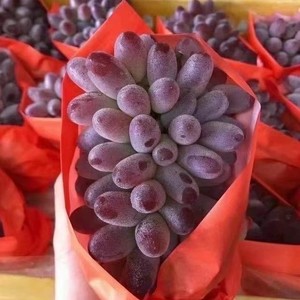 茉莉香葡萄提子,新鲜水果无子提子包邮广西,外省空运非红提10斤