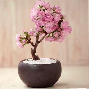日本樱花盆栽室内