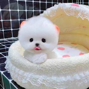 小型茶杯犬博美幼犬可爱迷你纯白俊介比熊犬幼崽真狗幼体宠物活物