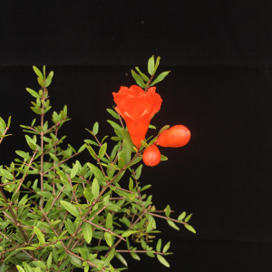 日本石榴盆景老桩