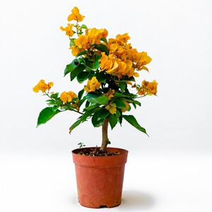 黄色三角梅带花苞加州黄金盆栽四季开花原盆原土发货