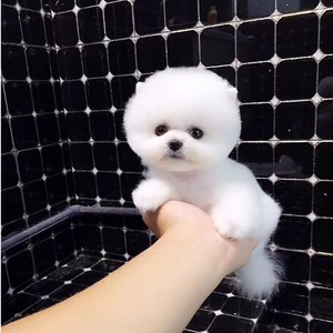 茶杯犬幼犬俊介犬长不大小狗活幼体博美幼犬小型袖珍犬比熊宠物狗