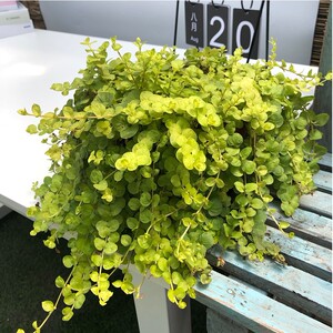 金叶过路黄黄金串吊兰垂吊植物沼泽箱鱼缸乌龟缸过滤水培挺水植物