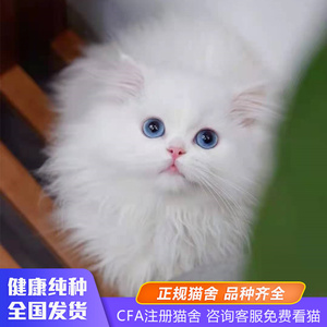 纯种高地长毛猫金吉拉蓝眼睛纯白英国长毛猫手套血统证书活体幼猫