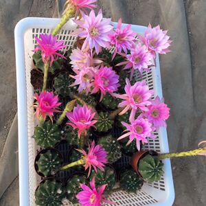 【粉花短毛丸】仙人球仙人掌多肉植物防辐射室内阳t台花卉盆栽植