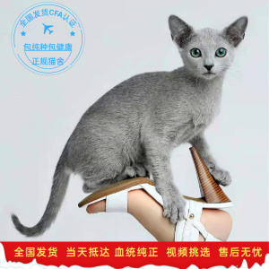 俄罗斯蓝猫
