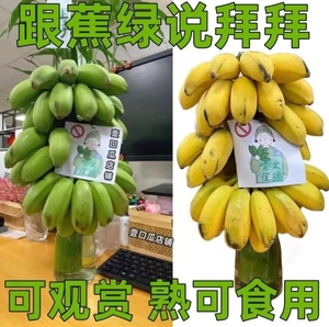 禁止焦虑办公室桌面水培香蕉水果绿植可食用一整株带杆广西小米蕉