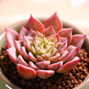 多肉植物吉尔巴玫瑰植物组合盆栽办公桌室内绿植肉肉防辐射肉嘟嘟