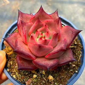 多肉血色罗密欧