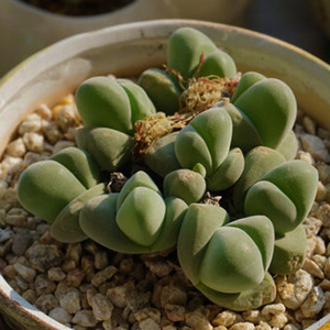 无比玉多肉植物肉玲珑生石花萌宠绿植微景观盆栽肉锥新款批