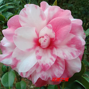 福建龙岩热销精品紫禁城盆栽茶花苗庭院阳台室内净化空气大花包邮