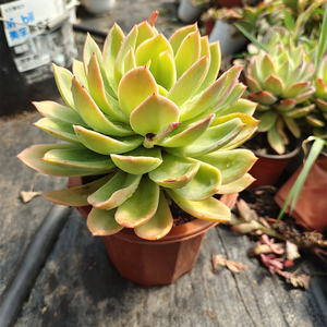 新品乔伊露养老桩红多肉盆栽易度c夏云南花植花园造景园物芳见卉