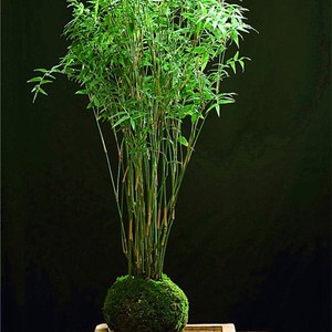 竹子客厅阳台不含盆庭院s凤尾竹盆栽盆景观叶植物竹苗非常容易观
