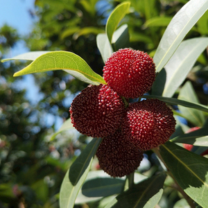 云南富民农家当天新鲜杨梅现摘现发2.5kg装当季水果5斤装