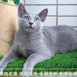 纯种俄罗斯蓝猫纯蓝短毛活体幼猫绿眼睛立耳贵族宠物猫咪血统猫舍