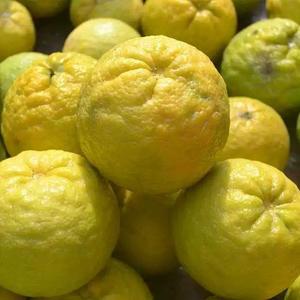 臭皮柑湖南野生酸抛柑酸泡柑下火酸柑子孕妇水果苦柑子水柚子5斤