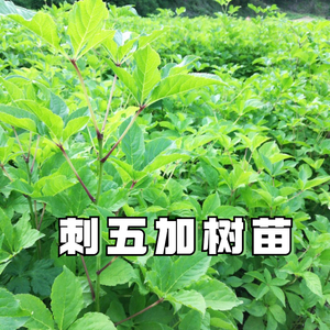 001人付款淘宝刺五加苗野生五加皮树苗白簕菜刺拐棒百针苗五瓜皮种苗