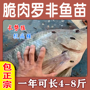 大品种脆肉罗非鱼苗单性特大种非洲鲫鱼福寿鱼淡水养殖草鱼包活