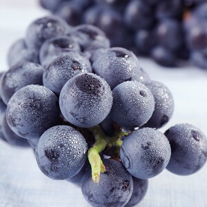 云南黑加仑黑提