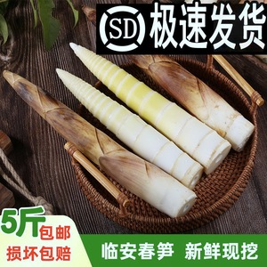 浙江临安春笋新鲜现挖天目山雷笋竹笋时令蔬菜5斤鲜笋油焖笋包邮3