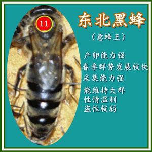 产卵王东北黑蜂 种王杂交意蜂王 蜜型高产王0人付款23