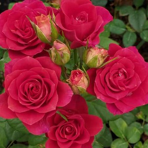 【月季红达】月季红达品牌,价格 - 阿里巴巴