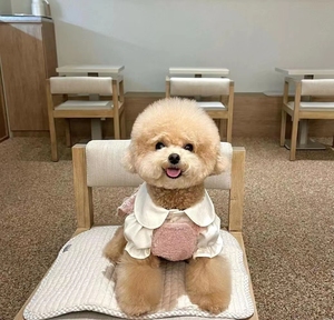 纯种泰迪幼犬贵宾犬长不大宠物狗狗活体茶杯犬家养浅色小型泰迪犬