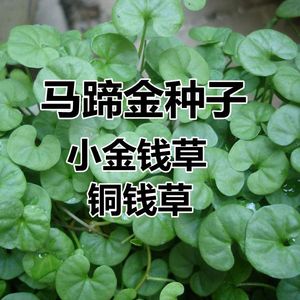 马蹄金种子 金钱草垂吊心形铜钱草过路黄吊兰多年生耐阴护坡草坪