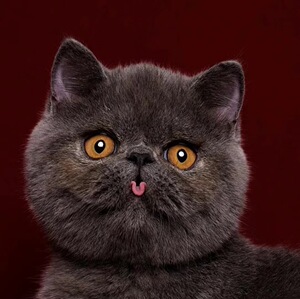 纯种蓝猫幼猫 英国短毛猫 蓝胖子小猫咪活物活体 宠物猫 英短蓝猫