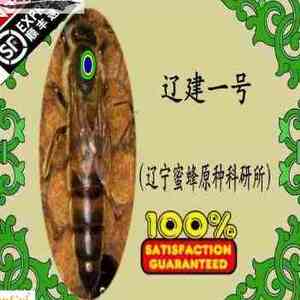 松丹一号蜂王种