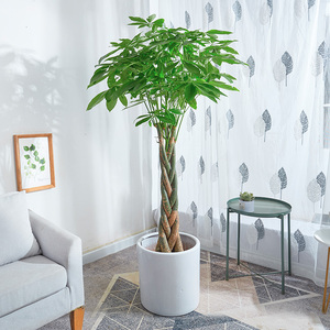 客厅旺宅绿植大型电视柜旁边过年盆栽喜阴室内植物好养活落地四季