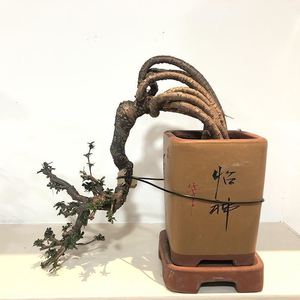 【草堂花木】金雀小老桩盆景 南雀根艺造型开花盆栽室内外摆放