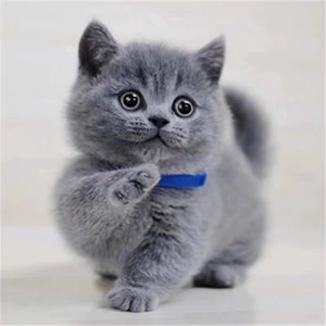 纯种蓝猫幼猫英短折耳猫幼崽活体矮脚英国短毛猫小猫宠物猫咪活物