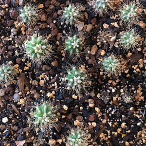 巨人柱仙人球 超大实生开花仙人柱组合小盆栽 稀缺室内外装饰植物