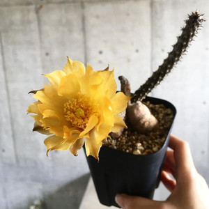 黑龙团扇黄花开花植物块根多肉老桩新手室内盆栽花卉稀有品种绿植